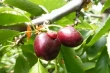 Ugly cherries and market crisis: climate change reshapes the beauty of harvest
