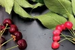 Little Cherry Disease threatens cherry orchards in Washington State: growers speak out