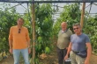 Shading sweet cherry trees: greenhouse study from China on photosynthesis