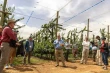 South African cherries on the rise: new varieties and innovative systems