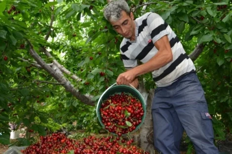 Energy use and sustainability in cherry production in Konya, Turkey