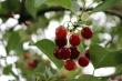 Biotechnology of Prunus cerasus Marasca: Italy-Croatia research between Padua and Perugia