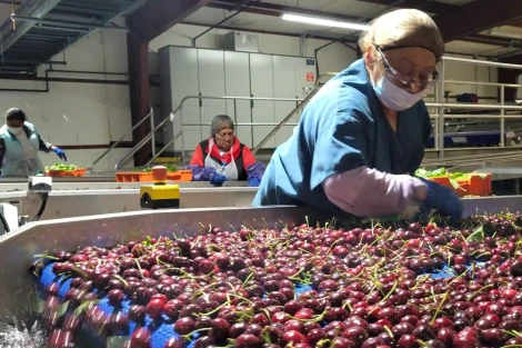 Washington Cherry Season 2025: A Story of Quality, Challenge and Collaboration