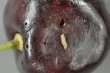 Drosophila suzukii in France: winter fruits reveal new control strategies