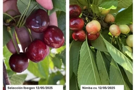 Varietà precoci di ciliegie in Spagna: ANA Chile® valuta nuovi genotipi promettenti