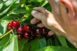 Export ciliegie USA in calo verso la Cina, ma il settore si rafforza in Asia