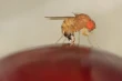 Drosophila Suzukii e il rischio di resistenza agli insetticidi