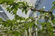 Agrivoltaics 4.0 in Italy: resilient orchards against extreme weather and extra income