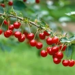 From resistance genes to the development of new varieties of sour cherries