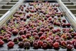 Ciliegie di Washington 2025: qualità eccellente ma prezzi ai minimi storici