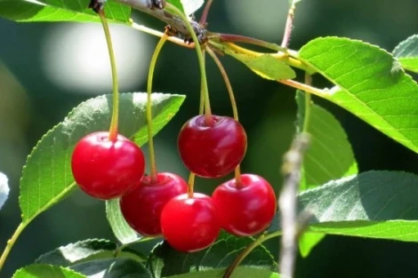 Cherry boom: Russian and Belarusian traders move to Uzbekistan