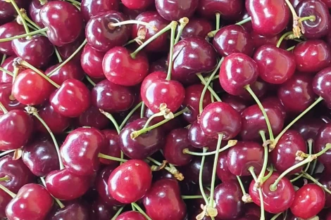 Cherry acidity: Chinese research reveals key genes behind malate control
