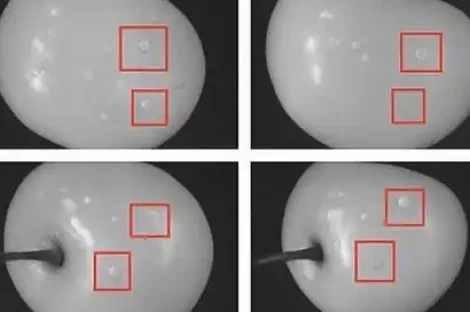 Rilevazione NIR e AI contro la Qfly: nuova tecnologia per ciliegie sicure in Australia