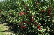 New rootstocks for sour cherry in Bulgaria: Argo 1 and 2 improve orchard resilience
