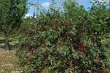 Strategie riproduttive di Prunus cerasus: un’arma per l’invasione nei boschi della Patagonia