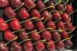 Phenylactic acid preserves sweet cherries: research between China and USA