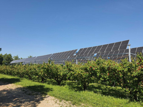 Agrivoltaico in Francia: il futuro delle ciliegie sotto i pannelli solari