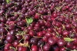 Coltivare ciliegie in Columbia Britannica: sfide climatiche e innovazione agricola