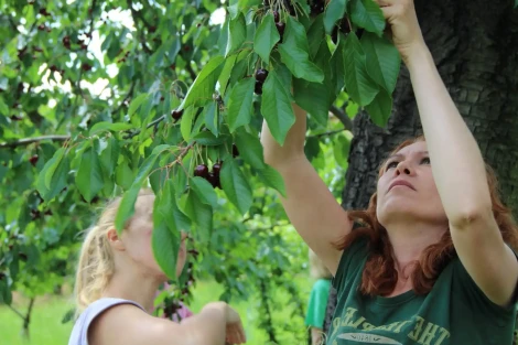 US Cherries 2025: large sizes and strong exports from the Northwest