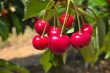 Tru-Cape Cherries 2025: Early Harvest and Premium Quality in Ceres