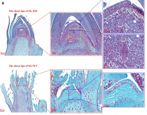 I portinnesti nanizzanti mostrano differenze epigenomiche nella cultivar innestata