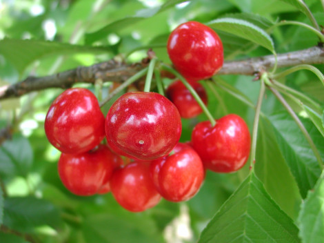 Colour and ripeness of cherries: decisive factors for export quality