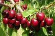 Boosting leaf water status and photosynthesis in cherry trees with biostimulants