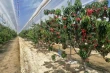 Come evitare ciliegie molli sotto copertura: la strategia dei macrotunnel tra Spagna e Cile