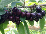 Marysa®, a sweet cherry with a sour cherry flavour