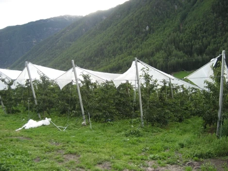 The importance of rootstock and fertilization in Summit cherries quality