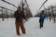 Cherries under cover in New York: the high-tech model of Newroyal Orchards