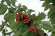 Diagnostic and historical surveys of sweet cherry virus and virus-like diseases in Oregon