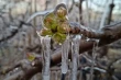 How cherries in Patagonia survived frosts down to minus 9 degrees