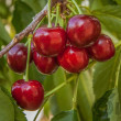 New climate-resistant cherry varieties for Australian growers