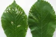 Viral infections in sour cherries: threats and certification efforts in Europe