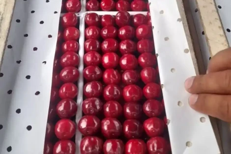 Dinamiche e strategie dei paesi emergenti della cerasicoltura mondiale