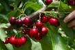 Interesting opportunities for cherry tree development in Peru