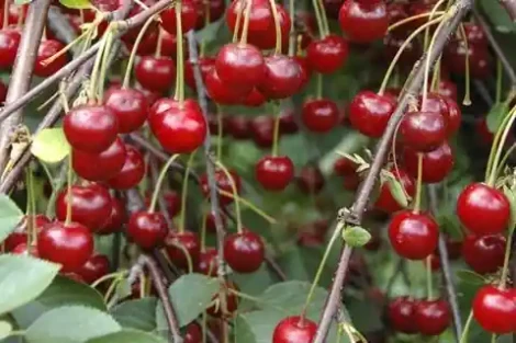 Germany: sour cherry production up, but cultivated area shrinks