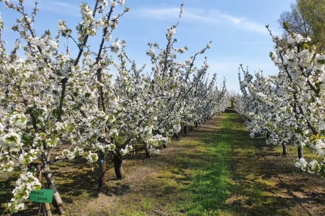 Hybrid model for cherry blossom forecasting: results from Japan, Korea and Switzerland