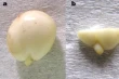 New methods in Poland to speed up sour cherry seed germination