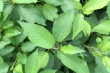 Vegetative cherry rootstocks: outstanding results from Turkish research study