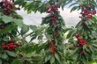 Corette rootstocks: the new frontier of modern high-density cherry growing
