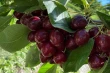 Cherries nutrient composition and fruit quality in three key cultivars