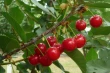 Pre-harvest treatments with chitosan and salicylic acid to improve the quality and storability of sour cherries