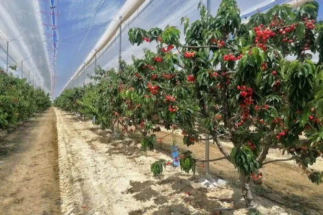 Come evitare ciliegie molli sotto copertura: la strategia dei macrotunnel tra Spagna e Cile