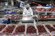 Chile leads global cherry exports: unique climate advantage and long-term outlook for Peru