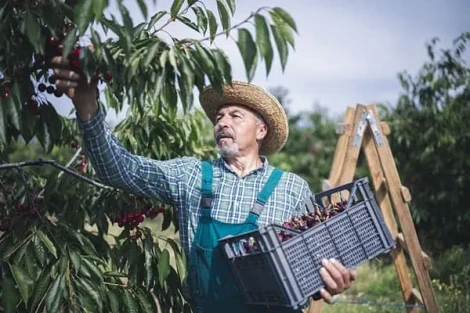 Gelo in Polonia: produzione di ciliegie in calo del 30% nel 2025/26