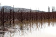 Chile’s cherry sector goes organic: biocontrol, bioinputs and a sustainable future