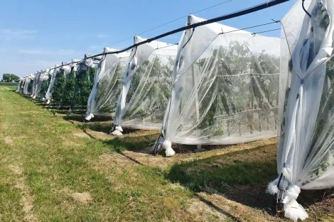 Reti protettive nei ceraseti ad alta densità: efficacia contro uccelli e Drosophila suzukii