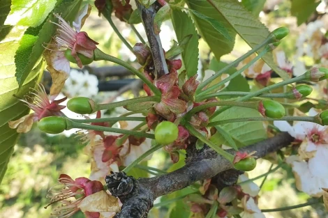 Fioritura, impollinazione e allegagione del ciliegio: strategie agronomiche efficaci